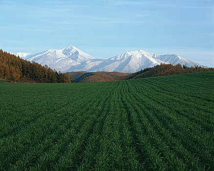 山,福良野,晚秋