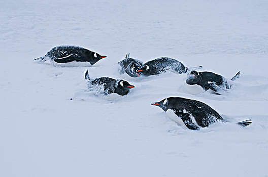 巴布亚企鹅,群,风暴,南极