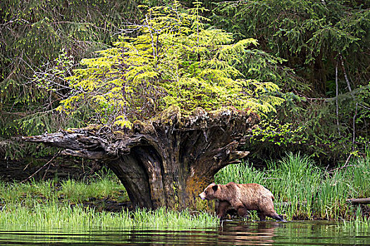 褐色,大灰熊,走,靠近,根除,树,新增长,不列颠哥伦比亚省,加拿大