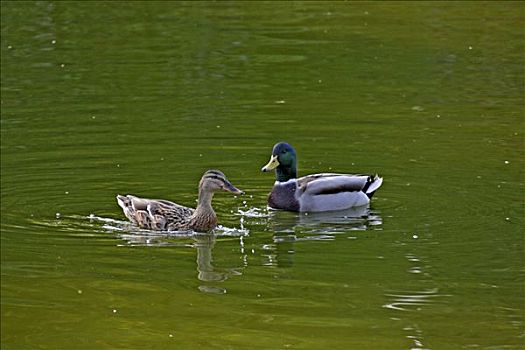 一对,野鸭,绿头鸭,水塘