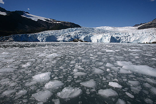 浮冰,正面,冰河,艾阿里克湾,夏天,基奈,峡湾,国家公园