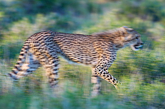 印度豹,猎豹,亚成体,雌性,走,下雨,季节,绿色,环境,模糊效应,摇摄效果,摄影,卡拉哈里沙漠,卡拉哈迪大羚羊国家公园,南非,非洲
