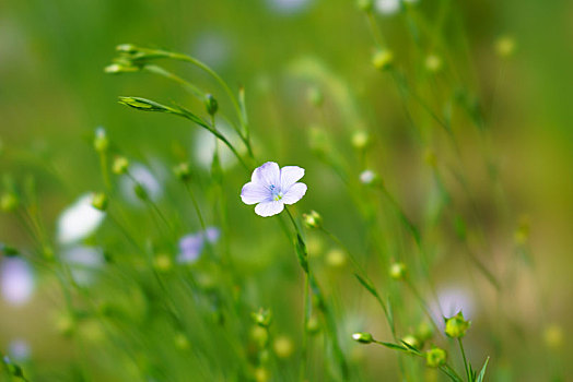 亚麻,花