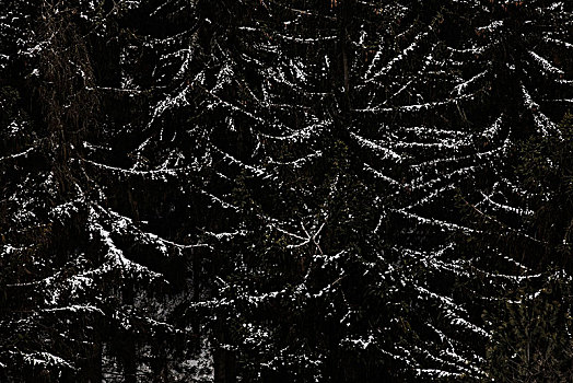 针叶林,冬天,抽象,雪