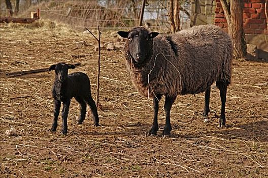 黑色,羊羔,母羊,梅克伦堡前波莫瑞州,德国,欧洲