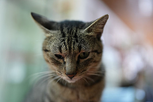 羊城广州秋日阳光下小花猫可爱的萌萌表情