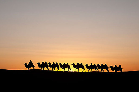 沙漠里的驼队