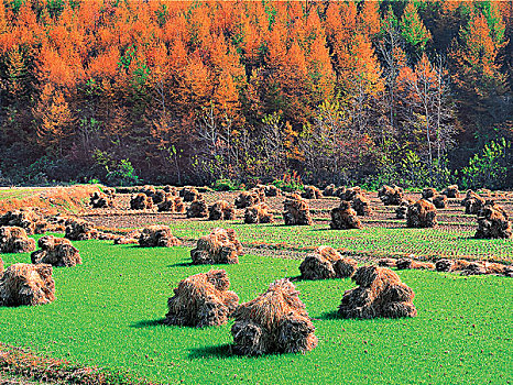 干草包,土地