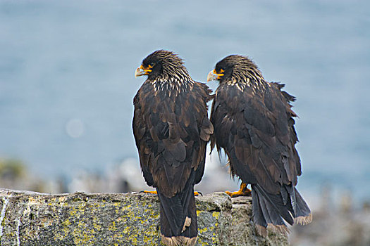福克兰群岛,西部,岛屿,条纹,长腿兀鹰,一对,远眺,生物群