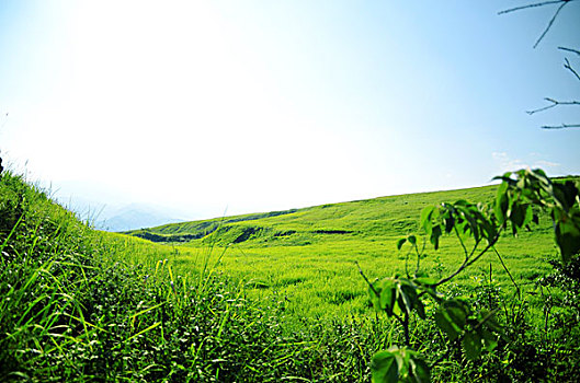 青兰万亩大草原