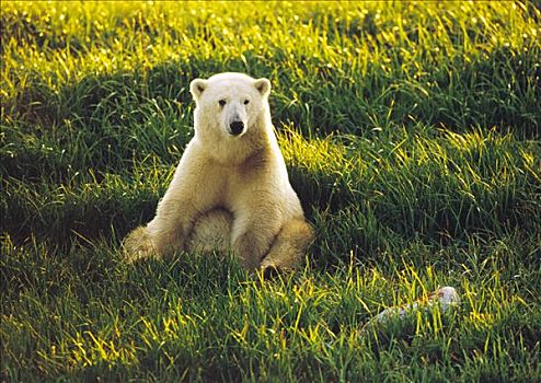 北极熊,幼兽,坐,草,丘吉尔市,曼尼托巴,加拿大