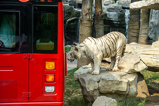 野生动物园的白虎