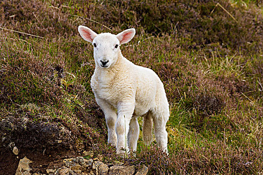 头像,羊羔,春天,斯凯岛,苏格兰,英国