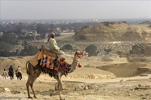 给,游客,骆驼,吉萨,开罗