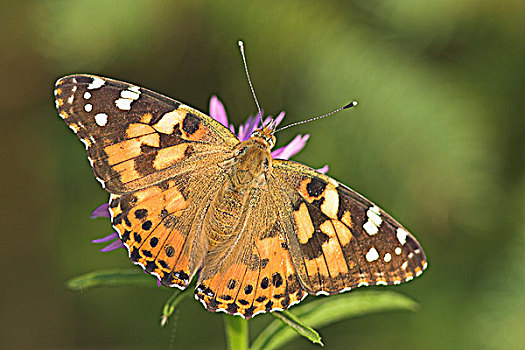 姬红蛱蝶,安大略省,加拿大