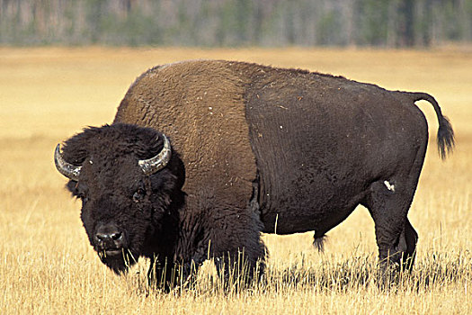 野牛,雄性动物,放牧,草地,黄石国家公园,蒙大拿
