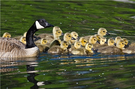 可爱,小,小鹅,游泳,妈妈