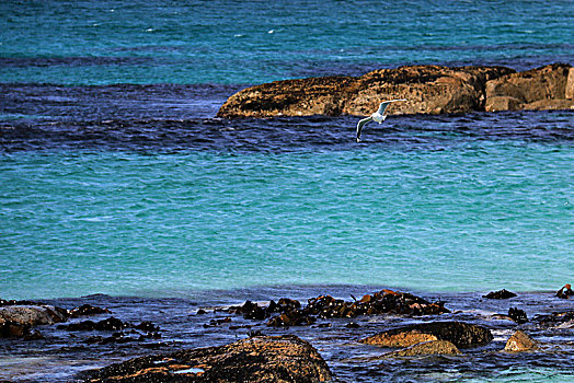 海边飞舞的海鸥