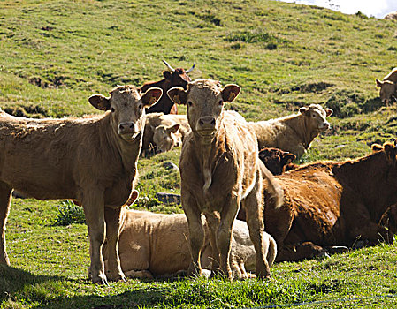母牛,区域,奥弗涅,法国,欧洲