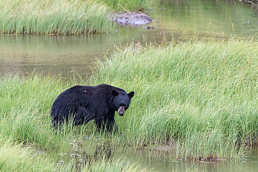 美洲黑熊,河,布鲁克斯山,阿拉斯加,美国,北美