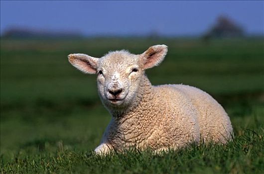 年轻,绵羊,草场