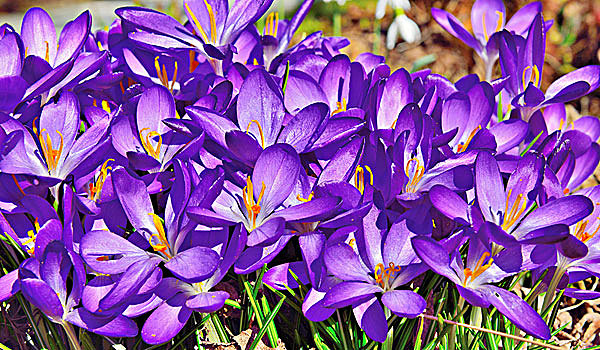 紫色,藏红花,花,巴伐利亚,德国,欧洲