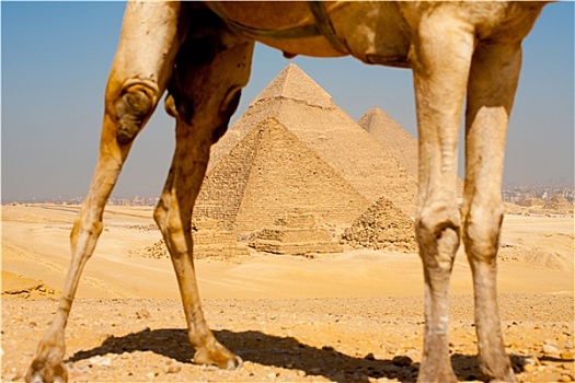 金字塔,框架,骆驼,腿