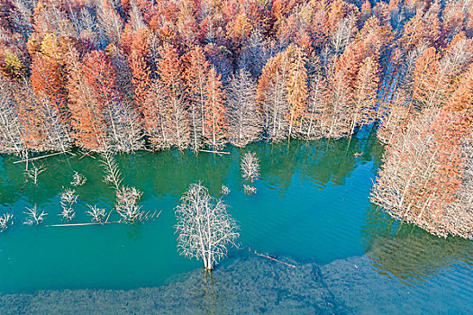 中国安徽红杉林风景