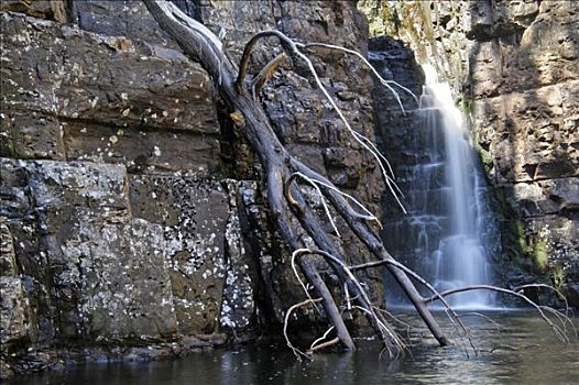 瀑布,靠近,奥弗兰,摇篮山,国家公园,塔斯马尼亚,澳大利亚