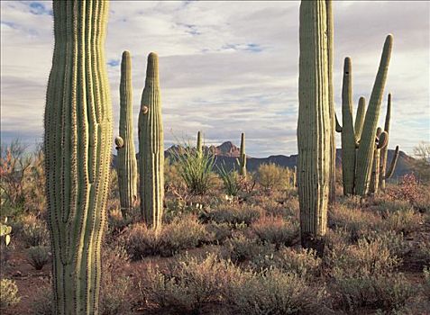 树形仙人掌,巨人柱仙人掌,顶峰,萨瓜罗国家公园,亚利桑那