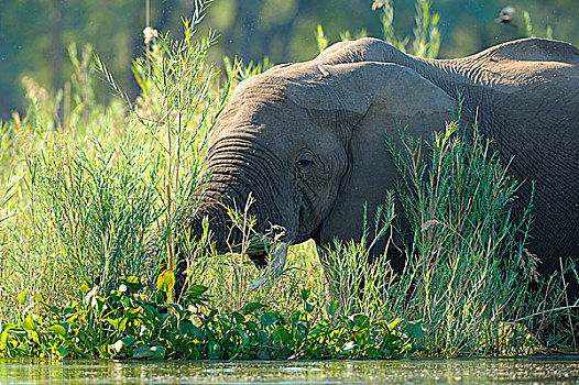 非洲象,进食,水边,赞比西河,赞比西河下游国家公园,赞比亚,非洲