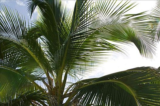 棕榈树,古巴,中美洲,加勒比海
