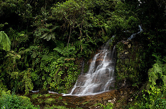 小,瀑布,雨林,东南部,马达加斯加,非洲
