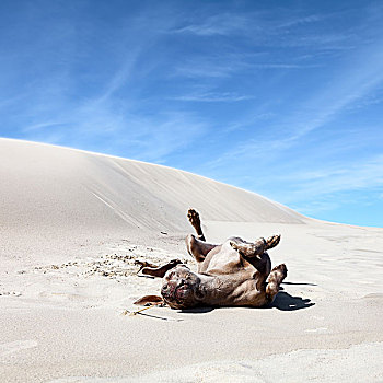 狗,打滚,沙子