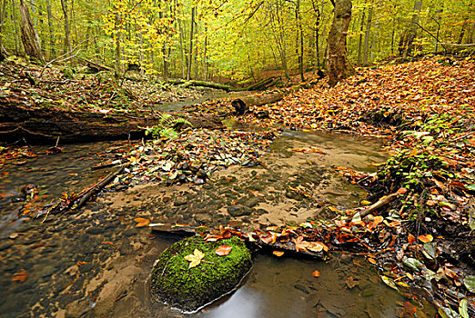 河流,混合,山毛榉,树林,秋天,自然,自然保护区,靠近,勃兰登堡,德国,欧洲