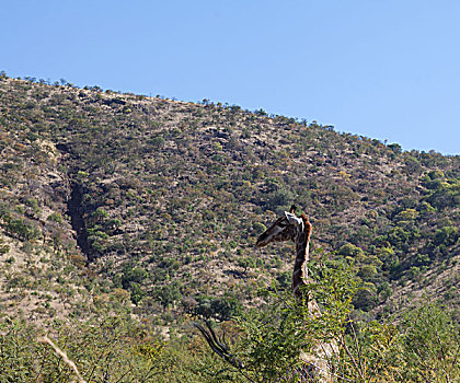 长颈鹿,放牧,树,南非