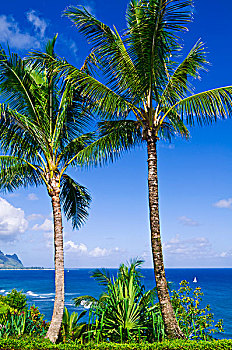 椰树,高处,湾,纳帕利海岸,岛屿,考艾岛,夏威夷
