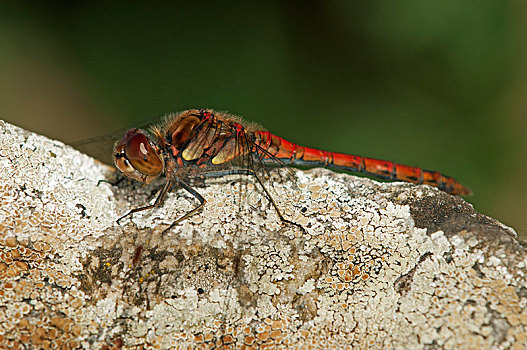 赤蜻属,雄性,欧洲,瑞士