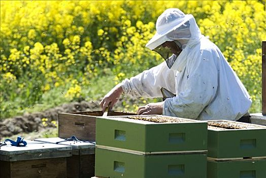 养蜂人,分隔,蜜蜂,正面