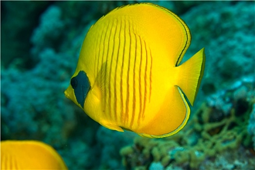 黄色蝴蝶鱼