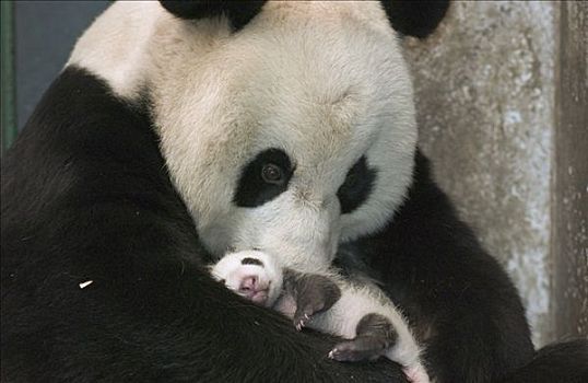 大熊猫,母亲,幼兽,中国,研究中心,卧龙自然保护区