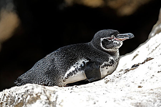加拉帕戈斯,企鹅,成年,休息,石头,加拉帕戈斯群岛,太平洋