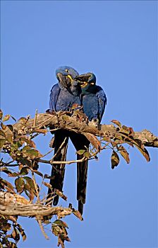 蓝色,鹦鹉,金刚鹦鹉,紫蓝金刚鹦鹉,潘塔纳尔,巴西