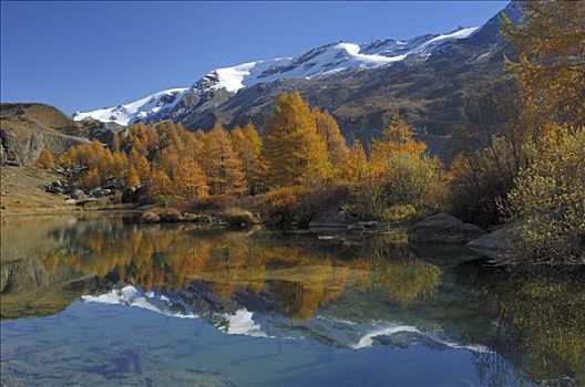 落叶松属植物,反射,策马特峰,瓦莱,瑞士