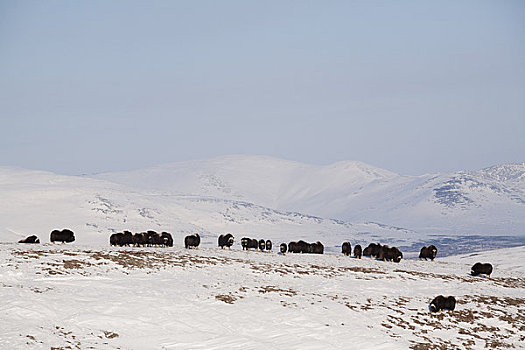 麝牛,牧群,风吹,冬天,半岛,靠近,阿拉斯加