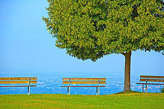 公园长椅,酸橙树