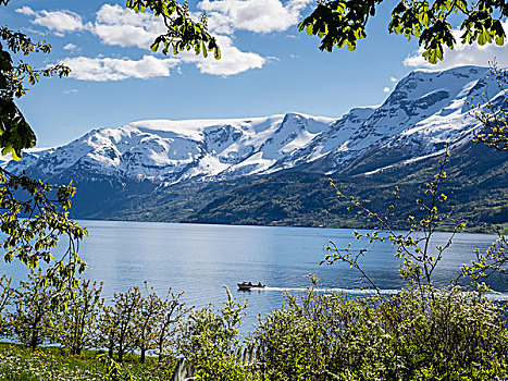 船,峡湾,风景,雪山,苹果树,开花,春天,靠近,挪威,斯堪的纳维亚,欧洲