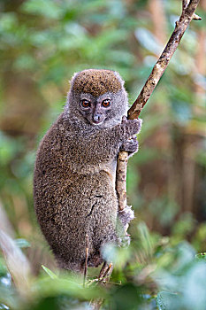 灰色,竹子,狐猴,树上,国家公园,马达加斯加