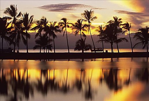 夏威夷,湾,日落,椰树