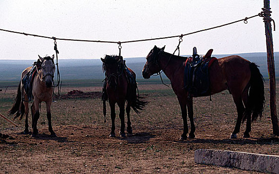 内蒙锡勒郭勒草原上的马